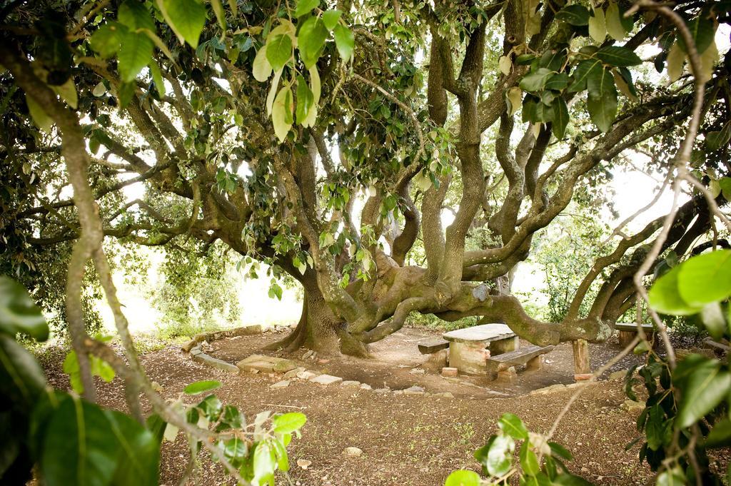 Fattoria Casabianca Villa Bucine Dış mekan fotoğraf