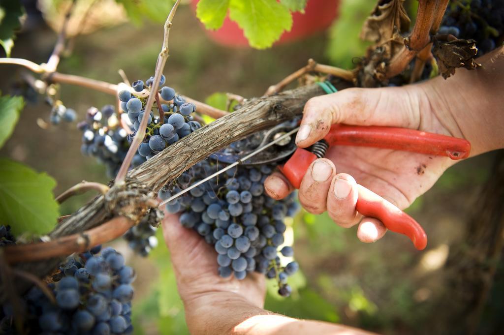 Fattoria Casabianca Villa Bucine Dış mekan fotoğraf